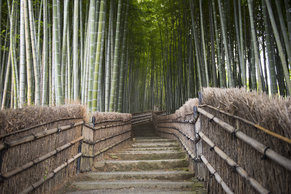 bamboo-wood