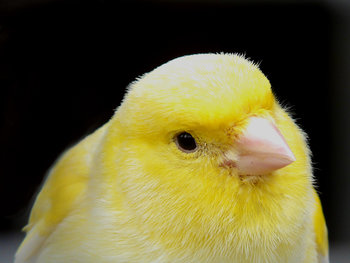 9 Examples of Canary Yellow